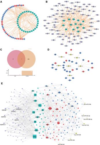 Figure 5 Construction of the kinase-transcription factor (TF)–mRNA–miRNA interaction network. (A) The TF–mRNA network. (B) The kinase–TF network. (C) Venn diagram shows seven overlapping differentially expressed miRNA (DEMs) were identified between the miRWalk database and the DEMs identified in the two miRNA microarray datasets (GSE22587 and GSE43039). (D) The mRNA–miRNA network. (E) The kinase–TF–mRNA–miRNA interaction network. Red-colored circles: up-regulated genes; blue-colored circles: down-regulated genes; green rectangles: TFs; purple hexagon represent kinase; kelly rhombus: miRNA.