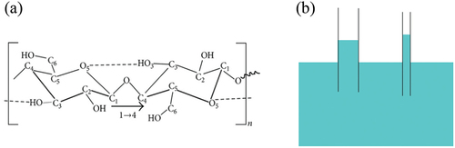 Figure 5. Hydration, a. Interaction between single cellulose chain repeat unit and hydrogen bonding. Reproduced under common creative lisence from (Khazraji and Robert Citation2013) b. Diagram of capillary action.