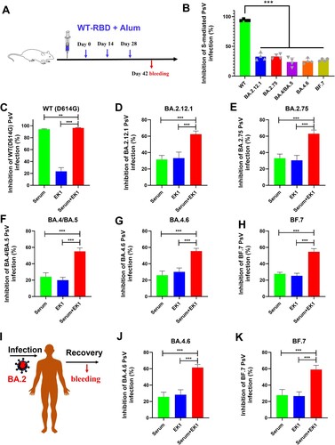 Figure 4. Potent synergism of EK1 combined with WT-RBD-immunized mouse sera or BA.2-convalescent sera against Omicron subvariants. (a) WT-RBD immunization protocols. (b) Efficacy of WT-RBD-immunized mouse serum against SARS-CoV-2 WT and Omicron subvariants. (c–h), Synergism of EK1 and WT-RBD-immunized mouse sera against WT SARS-CoV-2 (c) BA.2.12.1 (d) BA.4/BA.5 (e) BA.4.6 (f) BA.2.75 (g) and BF.7 (h). Samples were tested in triplicate, and the experiment was repeated once. Data from a representative experiment are presented in mean ± SD. Asterisks indicate significant differences (***P < 0.001, **P < 0.01).