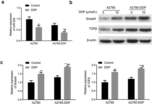 Figure 2. Autophagy promotes DDP resistance in ovarian cancer cells. (a) CCK-8 assay was performed to detect the cell viability of A2780 and A2780-DDP cells. **P < 0.01 vs. A2780 group. (b) The protein expression of LC3I/II and Beclin1 were measured by western blotting; (c) CCK-8 assay was used to detect the cell viability; 3-MA, autophagy inhibitor; RAPA, autophagy activator rapamycin; **P < 0.01 vs. Blank control group; #P < 0.05 vs. 3-MA group; &P < 0.05 vs. RAPA group