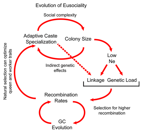 Figure 2. Conceptual model for the evolution of eusociality and recombination rates. Increasing social organization and caste complexity lead to colonies with more workers per queen, reducing effective population size Ne. Lower Ne increases linkage disequilibrium and fixation of mildly deleterious mutations, especially in genomic regions with low recombination. This increases Hill-Robertson interference that can in turn select for higher R, which allows natural selection to act more efficiently on mutations affecting worker traits such as behavior. This in turn facilitates the evolution of higher social complexity and colony sizes that further depress Ne.
