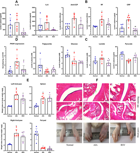 Figure 4 Overall effects of RSV therapy on AIA in rats. (A) Levels of IL-1β in blood plasma from different rats sampled on day 16; (B) levels of RA diagnostic indicators (IL-6, anti-CCP, RF and CRP) in plasma from different rats sampled on the day when the rats were sacrificed; (C) levels of metabolites (triglyceride, glucose, lactate and pyruvate) in the same batch of plasma used in assay C; (D) expression of PKM1 in rat livers; (E) relative weight index of tissues and organs; (F) pathological changes occurred in paws and ankle joints (assessed by morphological and HE-staining based histological examinations, arrow: cartilage degradation). Statistical significance: *p < 0.05 and **p < 0.01 compared with normal healthy rats; #p < 0.05 and ##p < 0.01 compared with AIA model rats.