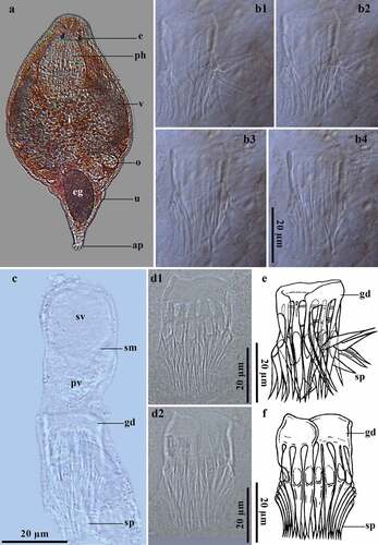 Figure 5. Gieysztoria bellis (Marcus, 1945). A, Dorsal view of a squashed live animal; B (1–4), Penis stylet of a whole-mounted individual in different focal planes with some bent spines and weak distal rings (same scale bar for all photographs); C, Detail of the male reproductive system of a whole-mounted individual; D (1–2), Penis stylet of a whole-mounted individual in different focal planes; E, Schematic representation of the penis stylet in photograph B (1–4); F, Schematic representation of the penis stylet in photograph D (1–2).