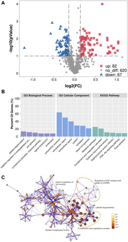 Figure 1 Differentially expressed proteins between pre-GH patients and healthy pregnant woman. (A) Volcano plot was used to analyze differentially expressed proteins. Gray nodes represent no differentially expressed proteins, red nodes represent upregulated proteins, and blue nodes are downregulated proteins. Fold change ≥1.1 and P-value ≤0.10. (B) GO and KEGG enrichment analysis of differentially expressed proteins. The top six significantly enriched GO terms and pathways are represented. (C) Network of enriched terms: the intensity of the color represents the size of the P-value (a deeper color indicates a smaller P-value) and the node size represents the number of genes (the larger node indicates more genes).