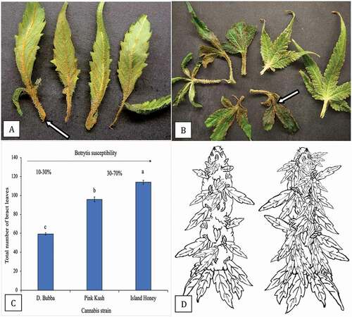 Fig. 15 (Colour online) Infection of bract leaves by Botrytis cinerea. a, Early infection at the base of bract leaves showing necrosis. b, Advanced infection of bract leaves where the pathogen has progressed from the base onto the bract leaf itself (arrow). These bracts were obtained from naturally infected inflorescences as shown in Fig. 1. c, Numerical representation of total number of bract leaves on three strains of cannabis. Total numbers were obtained by removing and counting each bract leaf on a total of 10 inflorescences of each strain. Means and standard deviations are shown. The strain least susceptible to Botrytis bud rot (range of 10–30%) is ‘D. Bubba’, the strains most susceptible to the pathogen are ‘Pink Kush’ and ‘Island Honey’ (range of 30–70%). d, Schematic representation of number of bract leaves on an inflorescence of two cannabis strains. On the left is ‘D. Bubba’, on the right is ‘Pink Kush’