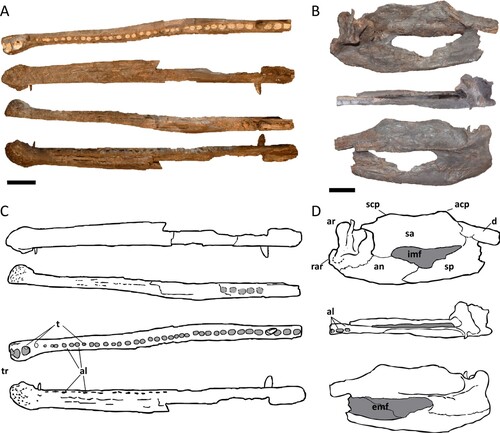 FIGURE 3. Holotype mandible of Mystriosuchus alleroq, sp. nov., NHMD-916731. A, left dentary (dorsal, lingual, ventral, and labial views); B, left posterior body of the mandible (lingual, dorsal, and labial views); C, D, Interpretative drawings of A, B, respectively. Light gray areas represent the alveoli fossae. Dark gray areas represent the fenestrae. Abbreviations: acp, anterior coronoid process of the surangular; al, alveolus; an, angular; ar, articular; d, dentary; emf, external mandibular fenestra; imf, internal mandibular fenestra; rar, retroarticular process; sa, surangular; scp, secondary coronoid process of the surangular; sp, splenial; t, tooth; tr, terminal rosette. Scale bars equal 4 cm.