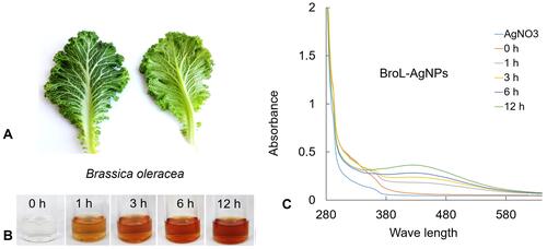 Figure 1 (A) Brassica oleracea leaves (BroL); (B) gradual alteration of BroL extract color pigment in the course of the BroL-AgNPs synthesis (0–12 h); (C) UV-Vis absorbance spectra of the BroL-AgNPs.