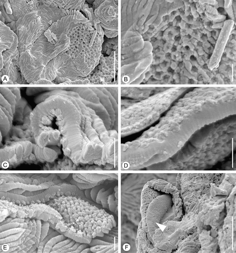 Figure 3 Internal structures ofin situ Lusistemon striatus pollen. SEM‐micrographs. A,B. Pollen grains from specimen in Figure 1F–H. S105028, sample Vale de Agua 19. A. Pollen with muri partly missing exposing infratectal layer. B. Detail of infratectal layer showing reticulate clustering of granulae. C,D. Details of exine showing transverse ridges of muri and infratectal granular layer. Holotype, S122091, sample Vale de Agua 141. E. Detail of pollen wall showing infratectal reticulum. S101284, sample Vale de Agua 141. F. Fragmentary grain showing granular infratectal layer and foot layer (arrowheads). Holotype. Scale bars – 5 µm (A, F); 1 µm (B–E).