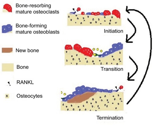 Figure 1 Overview of the bone dynamics.