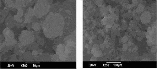 Figure 1. (a) scanning electron microscope image of NS of 50µ, (b) scanning electron microscope image of NS of 100µ.