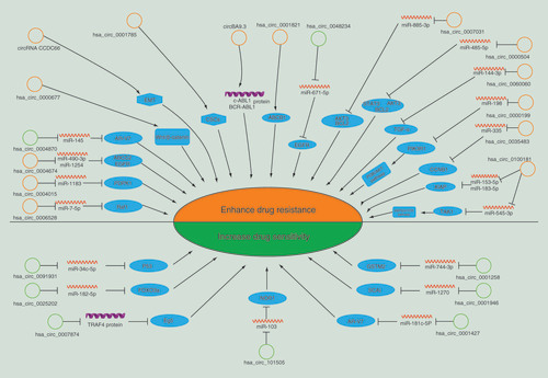 Figure 2. Regulatory network of circRNAs in mediating anticarcinogen resistance in multiple types of carcinoma.
