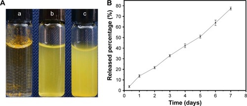 Figure 2 Solubility study (A) of Cur (a), Cur/SLNs (b), Cur/SLNs-HU-211 (c), and in vitro release profiles of Cur in Cur/SLNs-HU-211 (B).Abbreviations: Cur, curcumin; Cur/SLNs, Cur-loaded SLNs; Cur/SLNs-HU-211, curcumin and HU-211 coencapsulated solid lipid nanoparticles.