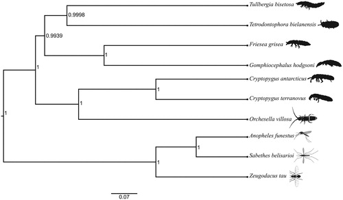 Figure 1. A Bayesian phylogenetic tree of Tullbergia bisetosa and nine other species (six Collembola and three outgroup taxa). The following species were used for the phylogenetic analysis: Tullbergia bisetosa MK520870, Tetrodontophora bielanensis AF272824, Friesea grisea EU124719, Gomphiocephalus hodgsoni NC_005438, Cryptopygus antarcticus NC_010533, Cryptopygus terranovus NC_037610, Orchesella villosa EU016195, Anopheles funestus MG742199, Sabethes belisarioi NC_037498, and Zeugodacus tau MF966383. The posterior probabilities are at each node.