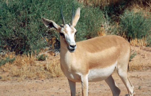 Fig. 4. Wild gazelle, RSCN Shaumari nature reserve, Jordan.