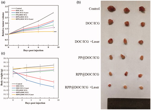 Figure 5. (a) The change of relative tumor volume. (b) Image of solid tumor. (c) The change of body weight. Data is represented as the mean ± standard deviation (n = 6), statistical significance compared with the PP@DOC/ICG group: *p < .05, ***p < .001.