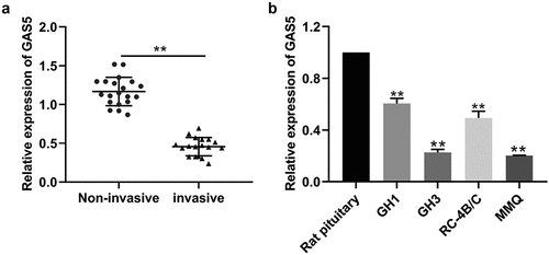 Figure 1. LncRNA GAS5 expression was downregulated in invasive PitNETs. (a) The levels of lncRNA GAS5 expression in tissues of invasive PitNETs (n = 18) and noninvasive PitNETs (n = 20) in humans were examined by qRT-PCR. **p < 0.01. (b) The levels of lncRNA GAS5 expression in rat PitNET cells were determined by qRT-PCR (n = 3). **p < 0.01, compared with the pituitary.