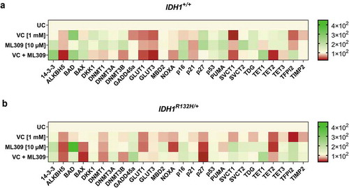 Figure 5. Gene expression profile of 25 genes after single or combinatorial treatment with VC and ML309 for 48 h in IDH1+/+ and IDH1R132H/+ cells.Heat map of relative mRNA-levels of the differential expressed genes in (a) IDH1+/+ and (b) IDH1R132H/+ cells after treatment with VC (1 mM), ML309 (10 µM) and combinatorial treatment. (relative to the HMBS housekeeper gene, using the 2ΔΔCT method)