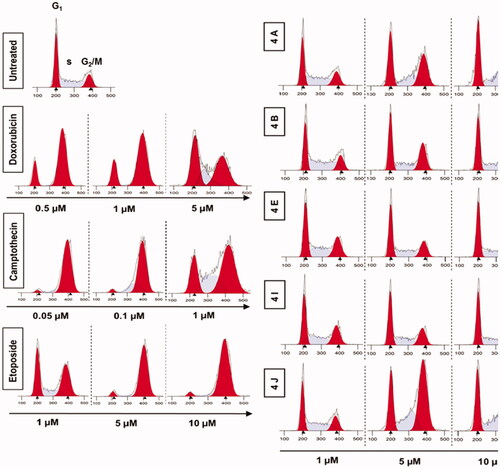 Figure 10. Analysis of cell cycle. HCT116 cells were treated with different concentrations of ciprofloxacin hybrids 4a, 4b, 4e, 4i, and 4j for 24 h. Doxorubicin, camptothecin, and etoposide were used as assay controls. The X-axis displays the fluorescence intensity corresponding to the DNA content per HCT116 cell. DNA histograms were analysed by ModFit LT software.