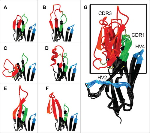 Figure 5. Examples of CDR3 variability in vNAR domains depicted in ribbon representation. (A) Short loop (type IV, pdb entry 4HGK).Citation52 (B) Large loop with one disulfide constraint (type II, pdb entry 2COQ).Citation31 (C) Highly constrained loop tethered by 2 cystine motifs (type I, pdb entry 1SQ2).Citation30 (D) Extended CDR3 forming an α- helical motif (type II, pdb entry 2I25).Citation48 (E) Extended CDR3 forming a 2-stranded β-sheet (type IV, pdb entry 2Z8V).Citation78 (F) Extended CDR3 incorporating an amyloid-β p3 fragment (type IV, pdb entry 3MOQ).Citation94 (G) Overlay of structures A–F. Disulfide bonds are shown in yellow. Picture rendered with POV-Ray (www.povray.org/).
