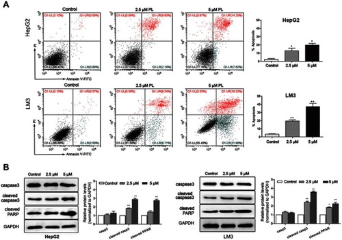 Figure 3 Plumbagin induces apoptosis in HepG2 and LM3 cells. (A) Results of cell apoptosis examined by Annexin-V/PI staining using flow cytometry. *P<0.05, **P<0.01 vs control group. (B) The expression of caspase and PARP detected by Western blotting. *P<0.05, **P<0.01 vs control group.