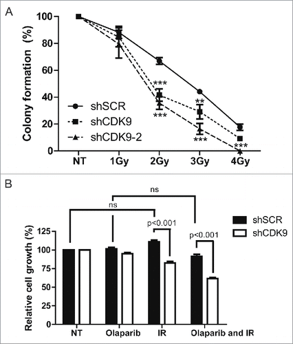 Figure 5. Cells lacking CDK9 exhibit increase sensitivity to genotoxic agents. (A) MCF7 shSCR, shCDK9 and shCDK9–2 were subjected to long-term clonogenic assay after irradiation (1, 2, 3 or 4 Gy). Cells were fixed and stained with crystal violet and colonies were quantified. (B) Cells were also subjected to viability assay after treatment with ionizing radiation in the presence or not of PARP inhibitor, olaparib (50 nM). Viability quantification were determined by the absorbance of crystal violet at 590 nm. Data are presented as means ± SD of triplicates. *** = p<0.001 and ** = p<0.01