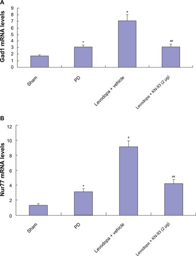 Figure 5 Intrastriatal KN-93 treatment reduced the expression of Gad1 (A) and Nur77 (B) in PD rats. 6-OHDA lesions induced increased Gad1 and Nur77 in PD rats. Levodopa treatment induced further increase in PD rats. However, intrastriatal KN-93 administration prior to levodopa treatment prevented the increase of Gad1 and Nur77 in PD rats.