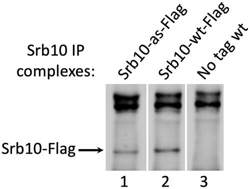 FIG. 2. Inhibition of Kin28-as and Srb10-as activities by NA-PP1. (Only lower panel of 2C shown in revised figure) (C) Immune precipitates from Srb10-as-Flag, Srb10-wt-Flag, and untagged strains were assayed for kinase activities in the presence of increasing amounts of NA-PP1. Reactions and quantitation were performed as described for panel B. Immune precipitate from an untagged strain was used as a control. The lower panel is a Western analysis of equal amounts of the anti-Flag immune precipitates. Lanes were spliced out to omit lanes containing 2-fold lower volume of IP samples so that only the highest volume of IP samples (6 microliters) is shown.