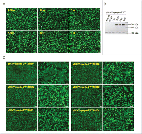 Figure 4. The 5 mutants N133Q, N312Q, N443Q, C46R and R417H exerted inhibitory effects on syncytin-2-mediated cell-cell fusion. (A) Dose-dependent promotion of cell-cell fusion after overexpression of syncytin-2. The 293T-EmGFP cells in 35 mm plates were transfected with 0.25 μg, 0.5 μg, 1 μg, 1.5 μg, 2 μg and 3 μg phCMV-syncytin-2 WT for 36 h. Cell-cell fusion was monitored by microscopy at ×40 magnification. (B) The cells shown in A were harvested for Western blotting analysis with syncytin-2 antibody. (C) The N133Q, N312Q, N443Q, C46R and R417H mutants of syncytin-2 interfere with the fusogenic capacity of WT syncytin-2 proteins. The 293T-EmGFP cells in 35 mm plates were transfected with 1.5 μg WT syncytin-2 and 1.5 μg mutant expression plasmids, followed by microscopic examination at ×40 and ×100 magnification. As a control, the cells were transfected with 1.5 μg WT syncytin-2 expression vector and 1.5 μg phCMV empty vector. All experiments were repeated 3 times. WT, wild-type. Bars = 100 µm.