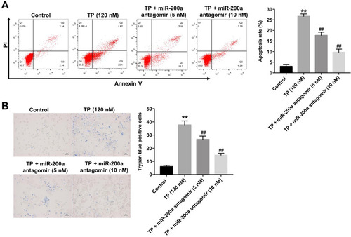 Figure 2 Downregulation of miR-200a attenuated TP-induced cell death in MLTC-1 cells. MLTC-1 cells were transfected with miR-200a antagomir (0, 5, or 10 nM) first, and then exposed to 120 nM TP for 24 h. (A) Apoptotic cells were measured with Annexin V and PI double staining. (B) Trypan blue staining assay was used to detect cell death. These experiments were repeated three times. **P<0.01 compared with control group; ##P<0.01 compared with TP (120 nM) group.