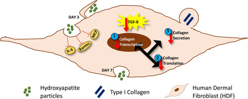 Figure 5 Schematic representation of the effects of HA particles on HDFs. HA particles are readily internalized by primary HDFs by endocytosis. Maximum internalization occurs by day 3 post-exposure, by macropinocytosis. Exposure to HA particles ensures reduced levels of various pro-inflammatory and pro-collagenic cytokines like IL-6, MCP and Rantes. It also caused a decrease in TGF-β levels. Furthermore, there was a decrease in (1) transcriptional expression, (2) translation and (3) secretion of Collagen 1 in HDFs. The particles are exocytosed by 7 days post-exposure.