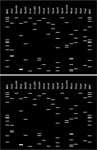 Fig. 4. Virtual RFLP patterns from in silico digestion of the 16S rDNA sequence. The 16S rDNA sequence from Candidatus Phytoplasma australasia (GenBank Y10096) (bottom) was used as the reference strain for the 16SrII-D subgroup. Simulated digestions were performed with 17 endonucleases: AluI, BamHI, BfaI, BstUI (ThaI), DraI, EcoRI, HaeIII, HhaI, HinfI, HpaI, HpaII, KpnI, MboI, MseI, RsaI, SspI and TaqI. MW indicates the PhiX174DNA-HaeIII marker.