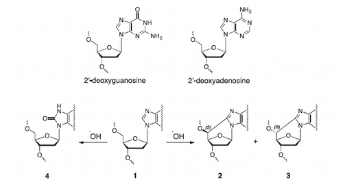 Scheme 1. Purine 2′-deoxynucleosides (1) react with hydroxyl radicals (HO•) yielding the diastereomeric (5′S)-5′,8-cyclo (2) and (5′R)-5′,8-cyclo (3) derivatives along with 8-oxo-dG and 8-oxo-dA lesions (4).
