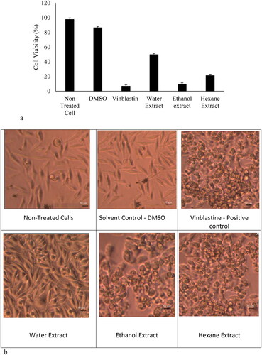 Figure 1. Effects of Naringi crenulata extract on SK-BR3 cells in vitro. (a) Cell viability and cell morphology (b) following treatment with water, ethanol and hexane extracts compared with the control (nontreated). Images were captured with a 40x objective on an inverted light microscope. Note. (a) The cell viability in the nontreated control was taken as 100%. (b) The cell viability was varied thereby cells lost their adhesion property. Scale bars correspond to 50 μm.