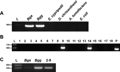 Figure 2. Detection of B. gladioli from Cymbidium samples harvested from Cymbidium farm No.2. (A) Amplification using species-specific oligonucleotide primers, CMG16-1 and G16-2, to detect B. gladioli. L: size marker (Geneslabs, Seongnam, South Korea).