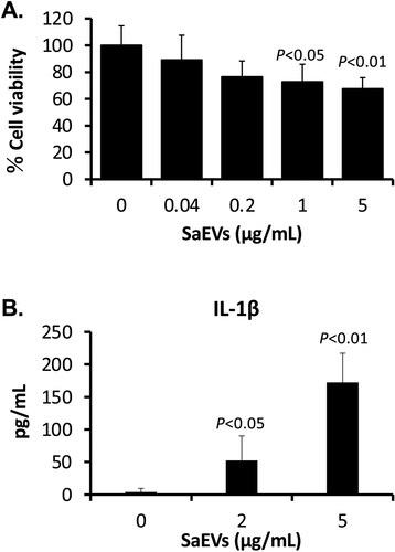 Figure 3. Cytotoxic effect of SaEVs to mouse macrophages. (A) RAW264.7 cells (5 × 104 cells/100 μL/well) were seeded in 96-well plate and incubated with 0, 0.04, 0.2, 1 and 5 μg/mL SaEVs at 37°C under 5%CO2. At 24 of incubation, 10 μL of WST-1 reagent was added into each well. After colour development, the absorbance was measured at 450 nm. Cell viability in the reactions without SaEVs was calculated as 100% (n = 6 from 2-independent experiments). (B) RAW264.7 cells were prepared and adjusted to 2 × 106 cells/mL. They were incubated with 0, 2 and 5 μg/mL SaEVs for 72 h. The production of IL-1β in the culture supernatants was determined by ELISA (n = 6 from 2-independent experiments). P value was calculated using ANOVA and post hoc with Dunnett’s test.