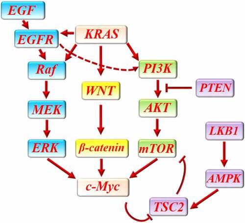 Figure 2. The interaction between c-Myc and main proliferative signaling pathways in pancreatic cancer. KRAS activates several signaling pathways in pancreatic cancer to promote cancer cells proliferation. WNT/β-catenin pathway, PI3K/AKT/mTOR pathway and Raf/MEK/ERK are three major proliferative pathways which are activated by KRAS in pancreatic cancer. In addition, KRAS enhances EGF/EGF receptor-mediated activation of PI3K/AKT/mTOR and Raf/MEK/ERK pathway. All of these pathways can finally increase the expression of c-Myc to promote cancer cells proliferation. LKB1/AMPK/TSC2 and PTEN can protect against pancreatic cancer through downregulation of PI3KAKT/mTOR pathway. C-Myc can increase mTOR function by abrogating the inhibitory effect of LKB1/AMPK/TSC2 on mTOR.