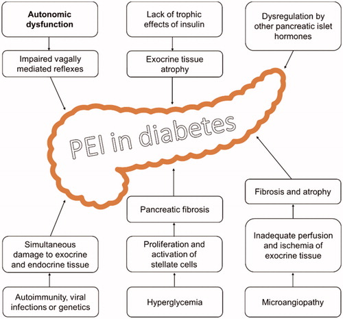 Figure 1. The main theories for pathophysiological mechanisms leading to pancreatic exocrine insufficiency in diabetes. The illustration is modified after Zsóri et al. [Citation1].