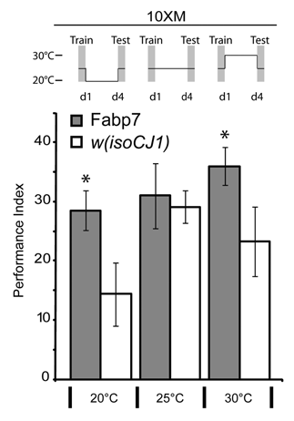 Figure 1 Fabp7 flies have enhanced ARM formation. Fabp7 flies elicit Anesthesia Resistant Memory (ARM) enhancement following 10X Massed (10XM) training when maintained at lower (20°C) and higher temperatures (30°C) for 4 days prior to testing, compared to controls. Grey bars, Fabp7, open bars, w(isoCJ1) background strain. Results are mean ± s.e.m.; n = 8 groups. * P < 0.05, t-test Fabp7 vs. w(isoCJ1).