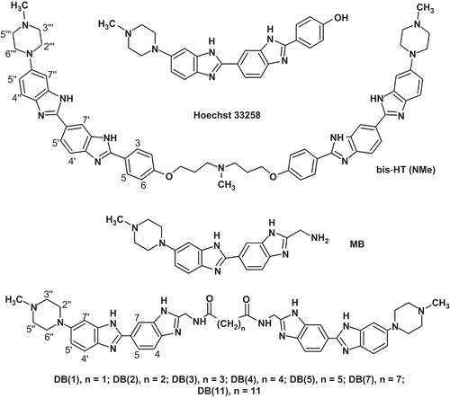 Figure 1.   Chemical structures of dimeric bisbenzimidazoles DB(n), bis-Ht (NMe), monomeric bisbenzimidazoles (MB), and Hoeсhst 33258. The numbering of piperazine and benzimidazole hydrogen atoms is shown.
