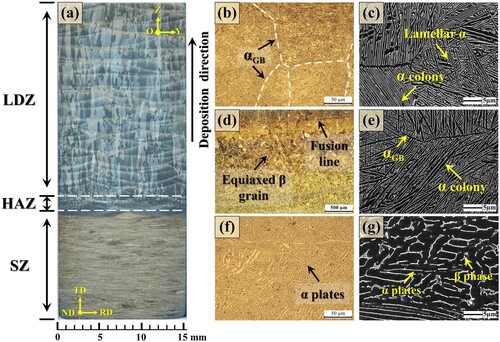 Figure 2. Microstructures of the as-deposited hybrid manufactured sample: (a) overview of the specimen composed by three different zones [Citation22]; OM and magnified SEM images for the (b)-(c) LDZ, (d)-(e) HAZ and (f)-(g) SZ, respectively.