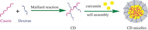 Figure 1. The schematic diagram of Maillard reaction of casein with dextran and possible structure of CD micelles.