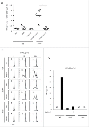 Figure 3. The cross-priming is partially reduced in Batf3−/− mice. Poly(I:C) and OVA were administered to wild-type and Batf3−/− mice with no tumor-loading. After 7 d, the proportion of OVA-specific CD8+ T cells in spleen was evaluated with tetramer by flow cytometer (A). CD8α+ DCs isolated from spleens of wild-type, Batf3−/− and Tlr3−/− mice were incubated with Poly(I:C) and OVA for 4 h and then co-cultured with CFSE-labeled OT-1 cells. After 60 h, the antigen-specific OT-1 proliferation was evaluated by diminution of CFSE (B) and IFNγ in the culture supernatant (C). Shadow histograms show wild-type specimen treated with PBS without OVA. Student's t-test was performed to analyze statistical significance. *p < 0.05. More than three similar experiments were performed and the results are the representative one.