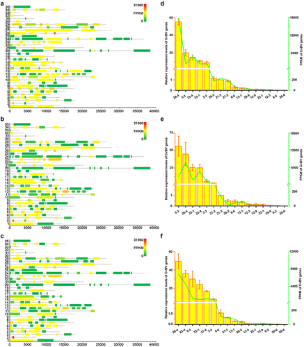 Figure 3. Expression levels of CvBV genes in P. xylostella haemocytes. CvBV gene expression levels in P. xylostella haemocytes at 6 h (a), 2 h (b), and 4 h (c) pp by C. vestalis. The transcripts were classiﬁed according to their location in the genome. 35 non-redundant circular CvBV genome was represented as linear molecules to visualize size and scale bar is in bps. For each circle, grey lines represent intergenic regions and different colours indicate the FPKMs of CvBV genes (see the list in S9, S10, and S11 Tables). Relative expression levels of CvBV genes in P. xylostella haemocytes were analysed using qPCR at 6 h (d), 2 h (e), and 4 h (f) pp. The right y-axis represents their FPKMs (green line) based on transcriptome data and the left ordinate represents relative expression levels (yellow columns). Error bars indicate ± SD.