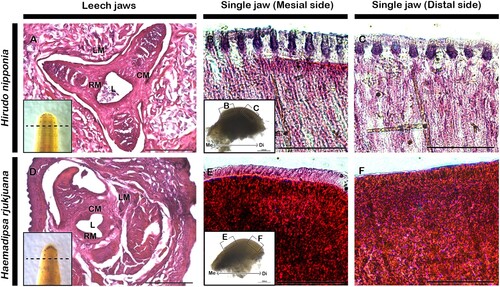 Figure 2. Histology of leech jaw. H&E staining showing cross sections of the leech jaw displaying three jaws surrounded by radial muscle, circular muscle and longitudinal muscle in both species (A, D). H&E staining of the longitudinal sections of the single jaw of adult leech (B–C, E–F). L.S. of jaw of Hirudo showing sharp, pointed and pyramidal-shaped tooth on the apex of mesial and distal part of jaw (B–C). L.S. of jaw of Haemadipsa showing pointed and conical-shaped teeth on the apex of mesial side of jaw, while absence of teeth in the distal side of jaw (E–F). Insets in A and D indicate cross section levels. Insets in B and E are section levels. L, lumen; CM, circular muscle; RM, radial muscle; LM, longitudinal muscle; Me, mesial; Di, distal. Scale bars: 500 µm (A, D), 100 µm (B–C, E–F).