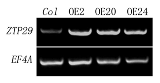 Figure 2 RT -PCR shows ZTP29 transcript levels in overexpression lines OE2, OE20 and OE24. EF4A was used as a control.