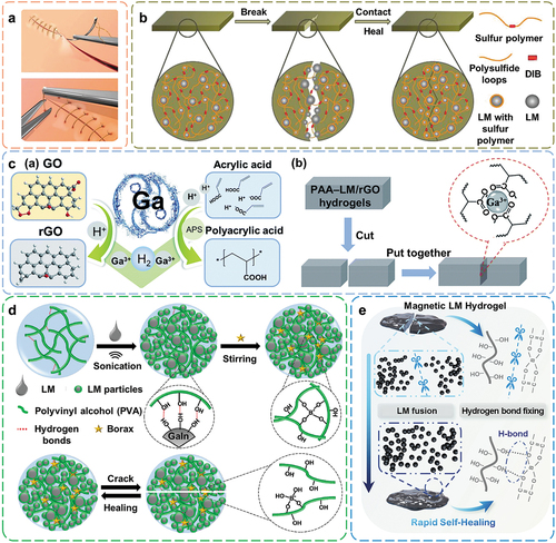 Figure 5. Chemical crosslinking enabled self-healing in LM composites. A. Schematic of chemical crosslinking serving as sutures to achieve wound self-healing in LM composites. Reproduced with permission from ref [Citation80]. Copyright 2022, Elsevier. B. Self-healing scheme for LM-embedded sulfur polymer materials. Reproduced with permission from ref [Citation34]. Copyright 2019, Wiley-VCH Verlag. C. Design strategy (a) and self-healing mechanism (b) of supramolecular PAA – LM/rGO hydrogels. Reproduced with permission from ref [Citation35]. Copyright 2021, royal society of chemistry. D. Formation and reversible self-healing of PVA-LMPs hydrogel. Reproduced with permission from ref [Citation81]. Copyright 2019, American chemical society. E. Scheme illustrating the self-healing mechanism of magnetic PVA/EGaInSn–Ni hydrogel. Reproduced with permission from ref [Citation58]. Copyright 2023, Springer Singapore.