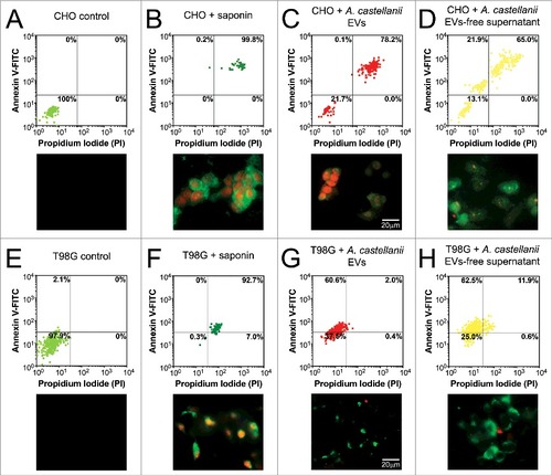 Figure 8. Evaluation of cell death upon treatment of CHO and T98G cells with EVs or EVs-free supernatant. Cells were stained with the Annexin V-FITC (green)/ PI (orange) kit, fluorescence images were recorded and the intensity of cell analyzed for each channel. (A-D) CHO evaluation upon treatment with A. castellanii EVs. (A) untreated CHO control, (B) saponin treated CHO, (C) EVs treated and (D) EVs-free supernatant treated CHO cells. (E-H) T98G treatment with A. castellanii EVs. (E) untreated T98G cells, (F) saponin treated T98G, (G) EVs treated and (H) EVs-free supernatant treated CHO cells. Pictures bellow each graph are representative of the microscopy images. Saponin treated CHO or T98G cells, and CHO treated with EVs or EVs-free supernatant displayed double positivity (PI+/Annexin V+), with strong stain of nuclei (orange) and phosphatidylserine on cell membrane (green), suggesting a necrotic process. T98G cells treated with EVs or EVs-free supernatant displayed a single stain (PI−/Annexin V+), suggesting apoptosis.