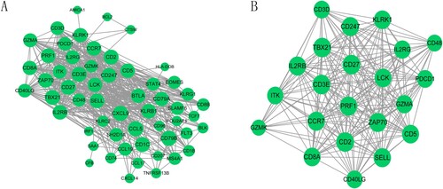 Figure 3. The protein-protein interaction (PPI) network and sub-module network of survival-related genes. (A) PPI network; (B) significantly enriched sub-module network. The green circular nodes represent the downregulated genes.