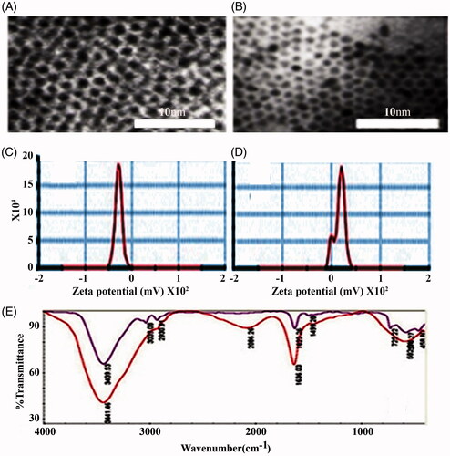 Figure 3. Morphological and chemical characterization of coated and uncoated NPs. A, represents transmission electron microscopy images of uncoated supra paramagnetic iron oxide NPs (SPIONs), and SPIONs coated with ploy-l-Lysine (B, SPIONs-PLL, inset; scale bar= 10 μm). C and D, represent the zeta potential of uncoated SPIONs with a sharp peak and negative charge (ξ = –31.3 mV) and coated magnetic NPs (SPIONs-PLL) with positive surface charges (ξ = +16.9 mV). E represents the FTIR spectrum of SPIONs NPs alone and of those coated with the PLL.