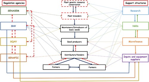 Figure 6. Relationships among stakeholders in the seed sector in northeastern DRC. Red dashed lines indicate abnormal relationships (or missing actors) affecting the seed quality in the region.